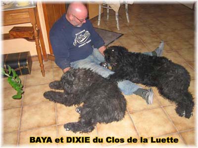 bouvier des flandres et attelage canin - Elevage du Clos de la Luette  -  Copyright depose